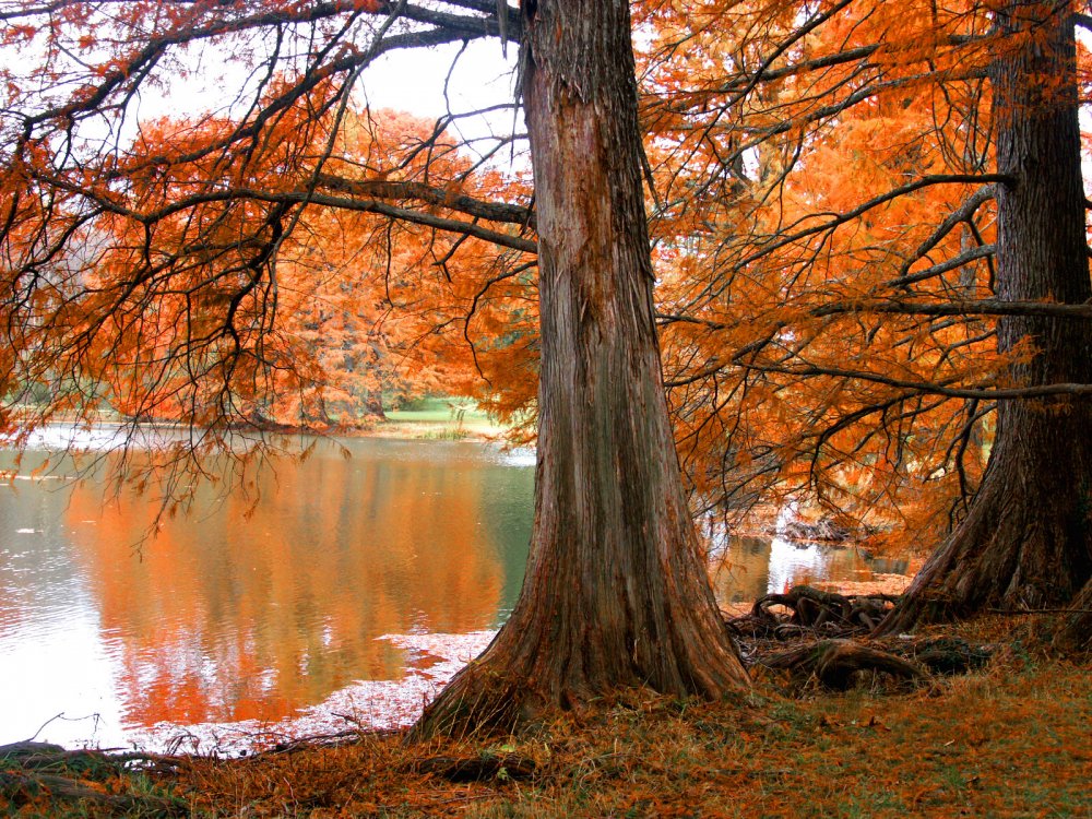 Осень озеро дерево