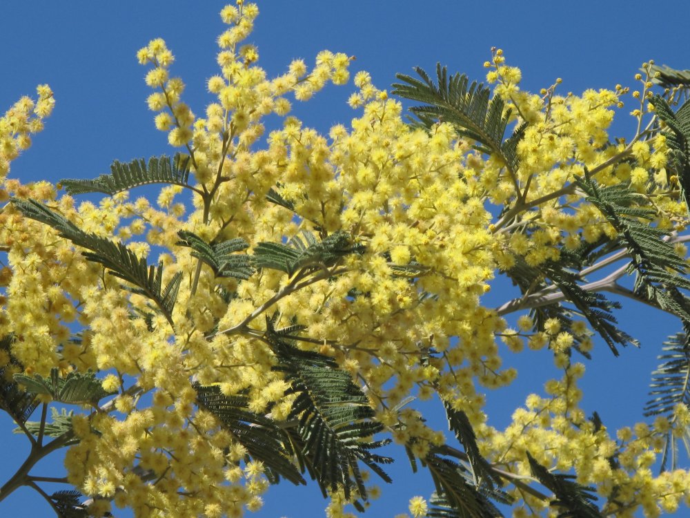 Акация узколистная (Acacia angustissima)