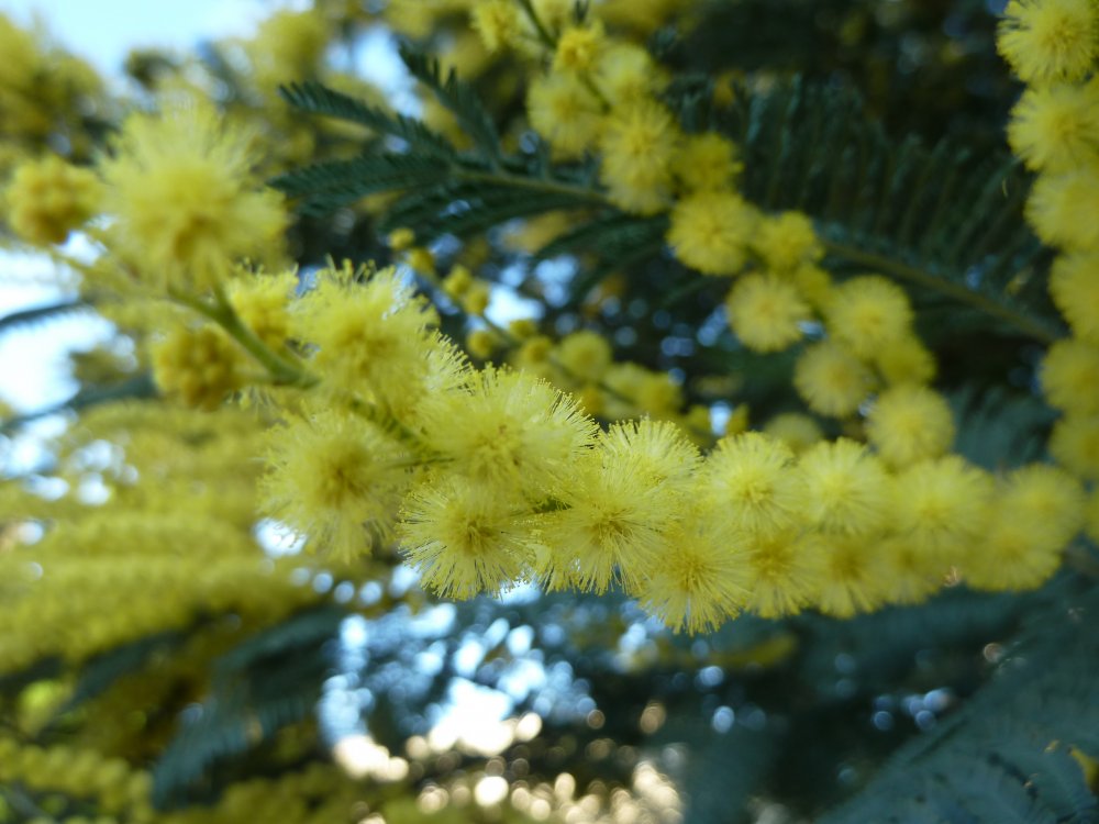 Лапачо дерево желтые цветы