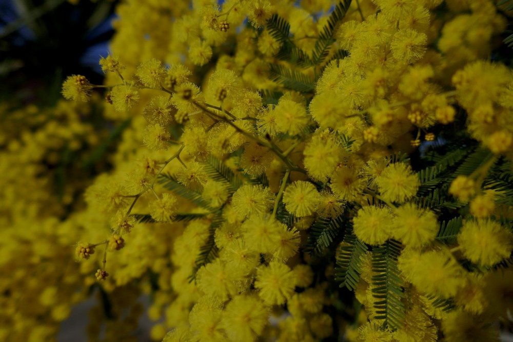Желтые цветы Мимоза