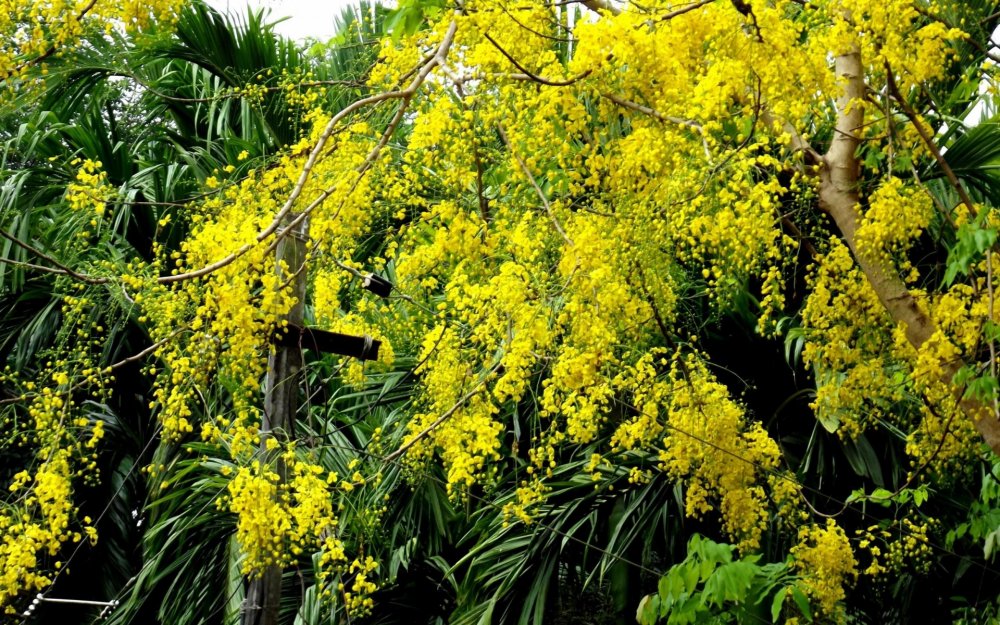 Верба и желтые цветы