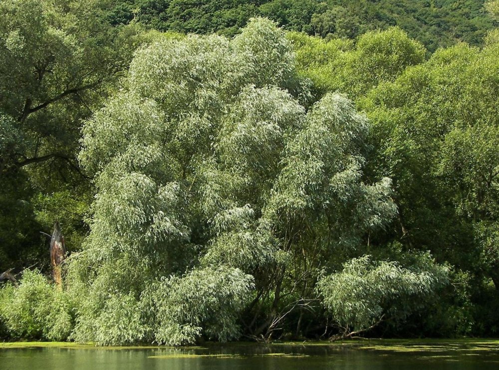 Ива белая (ветла) – Salix Alba