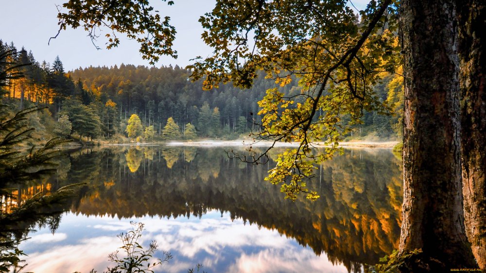 Природа Уральского леса