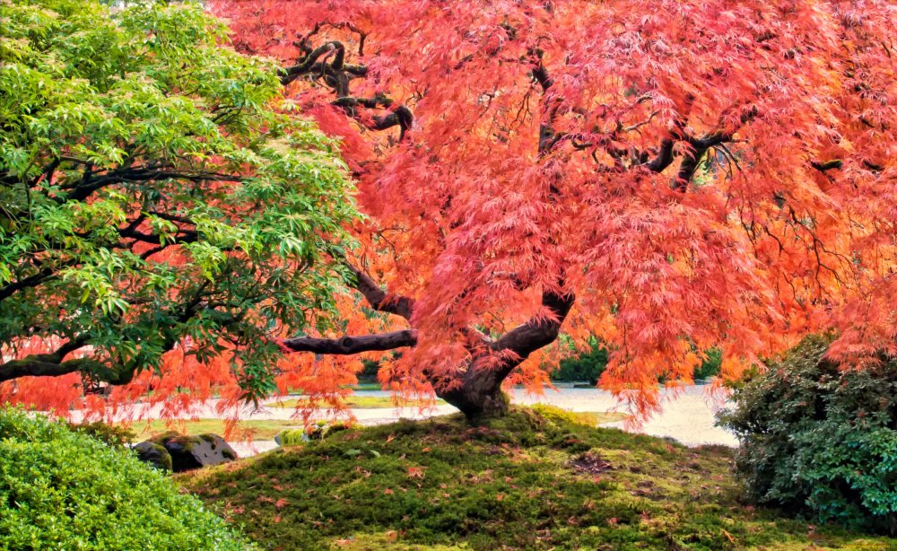 Японские кленовые деревья