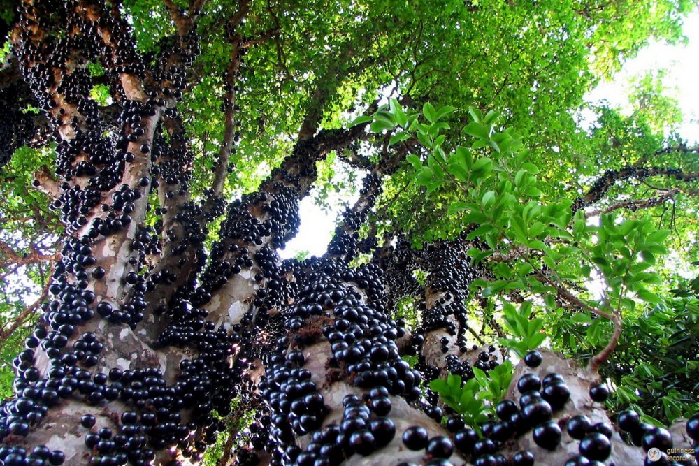 Виноградное дерево джаботикаба
