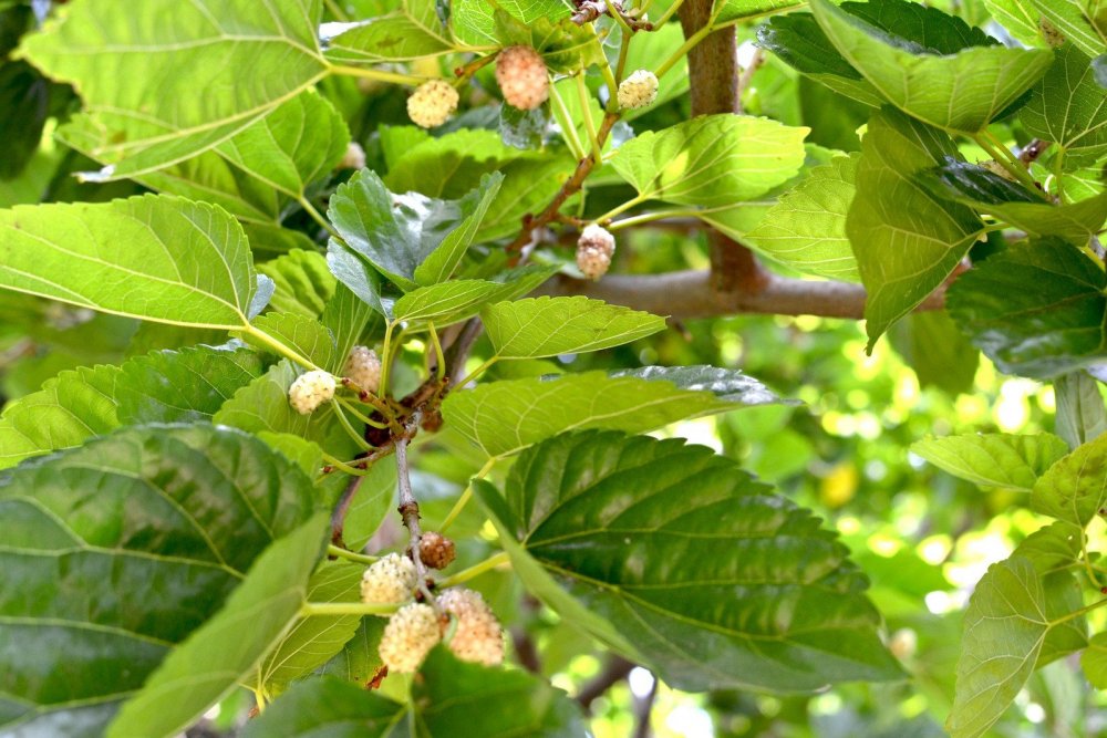 Растение с ягодами на листьях