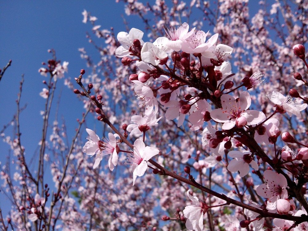Фото миндального дерева в цвету