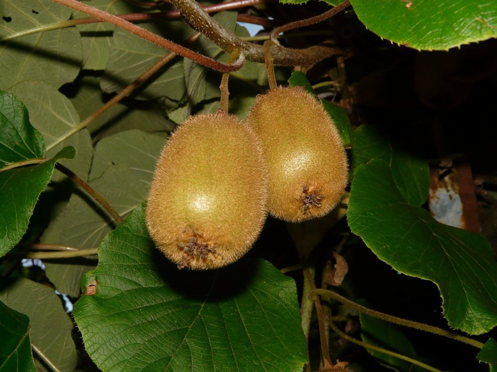 Киви плод тропического растения