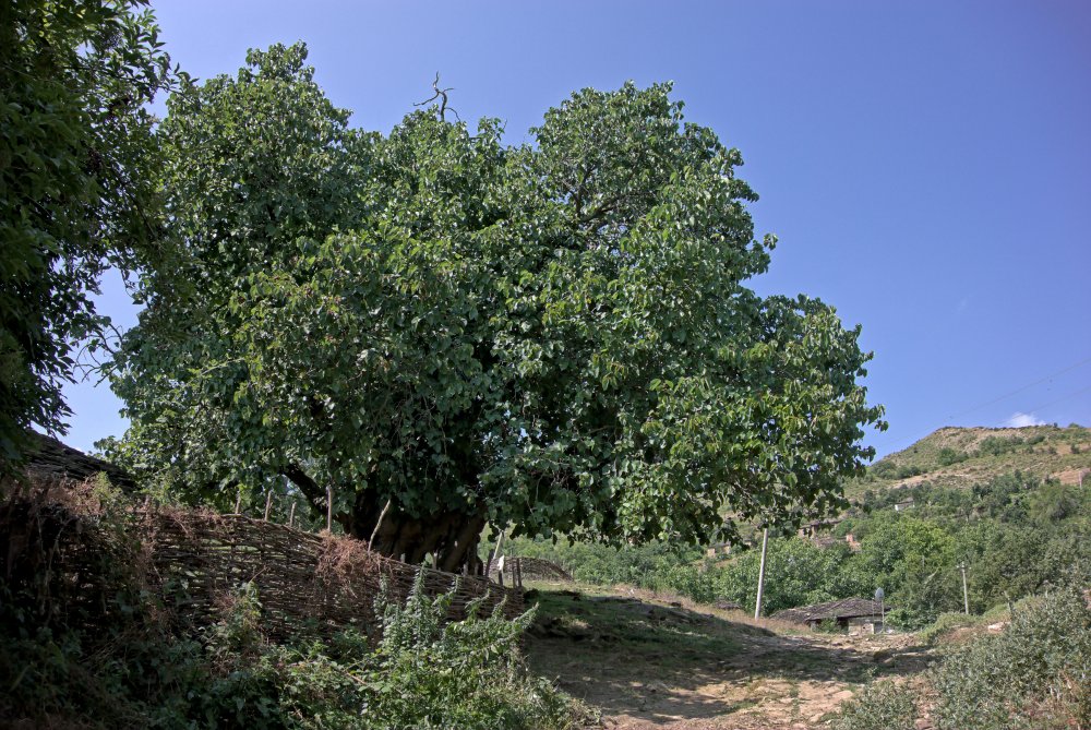 Тутовое дерево Ашхабадская