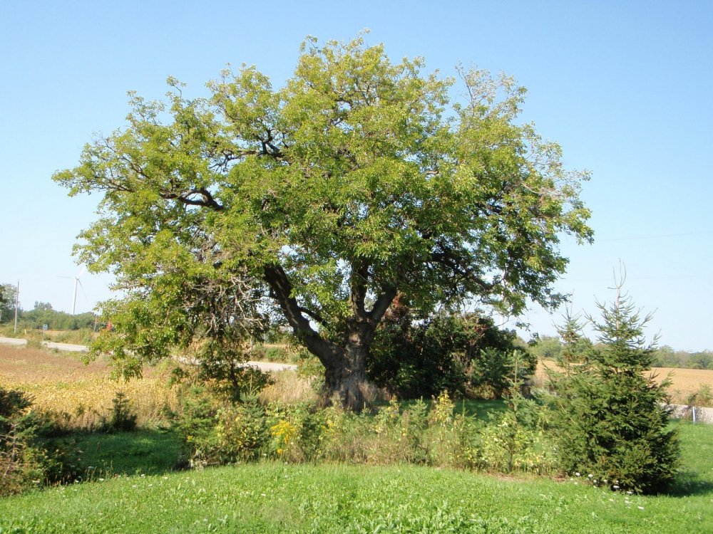 Шелковица дерево Бахчисарай