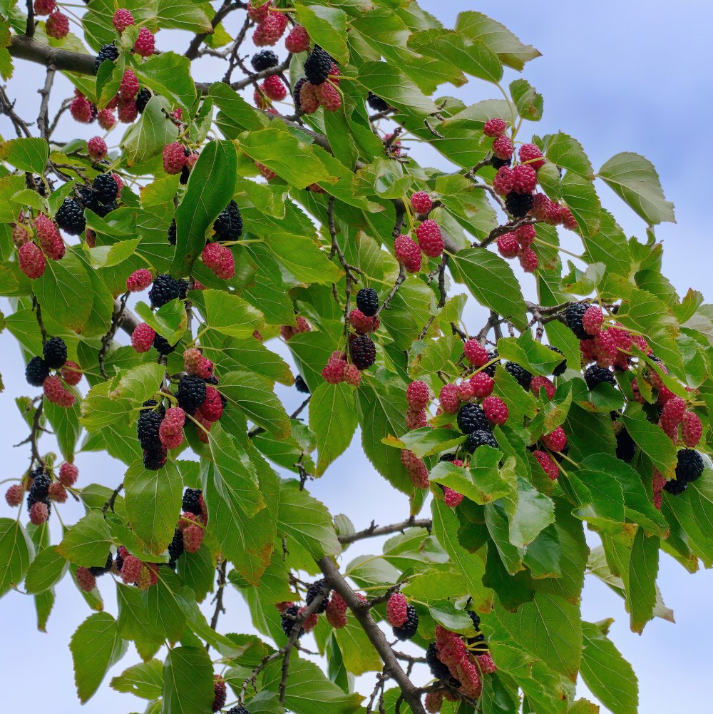 Шелковица ягода дерево