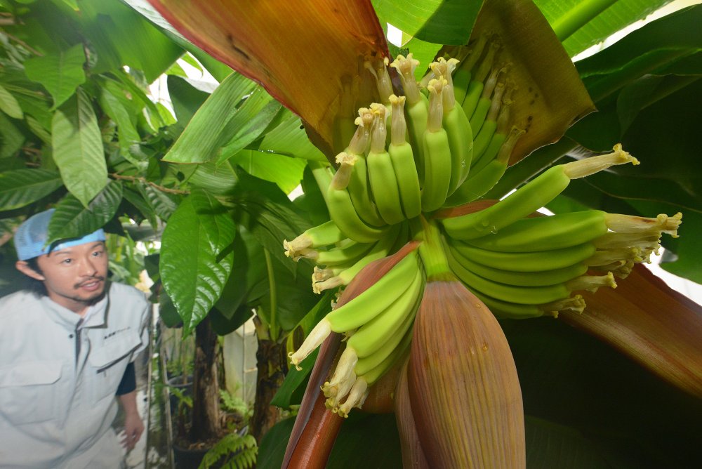 Строение бананового дерева