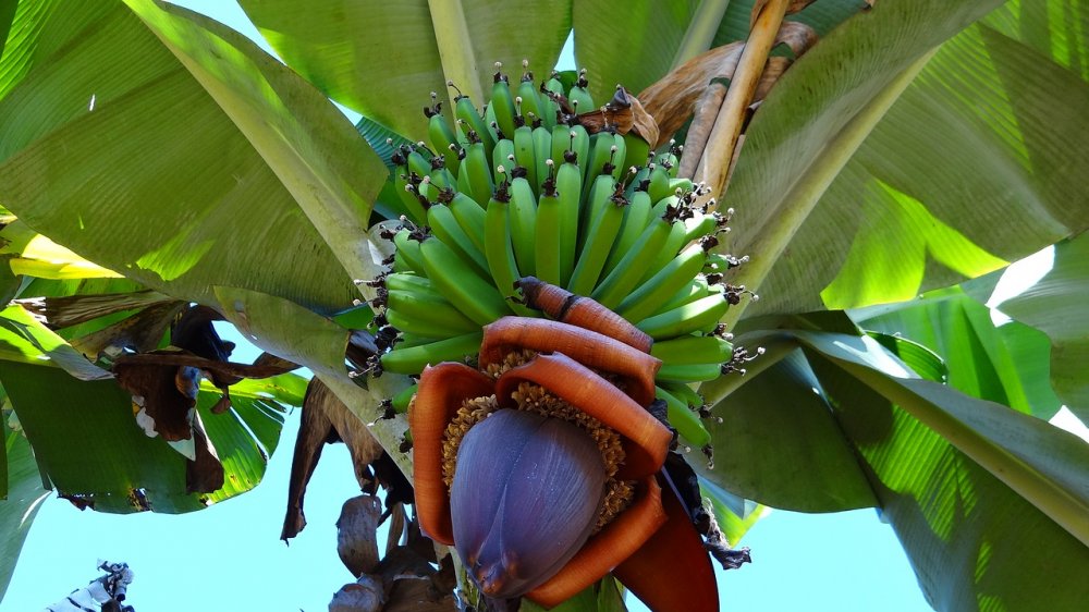 Гроздь бананов на Пальме