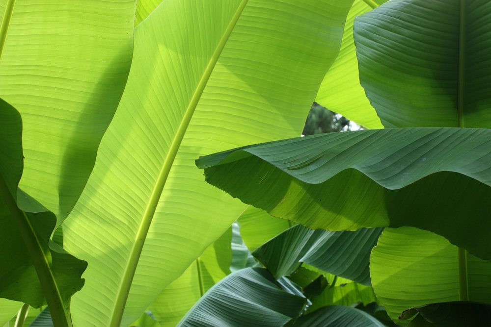 Банановые листья