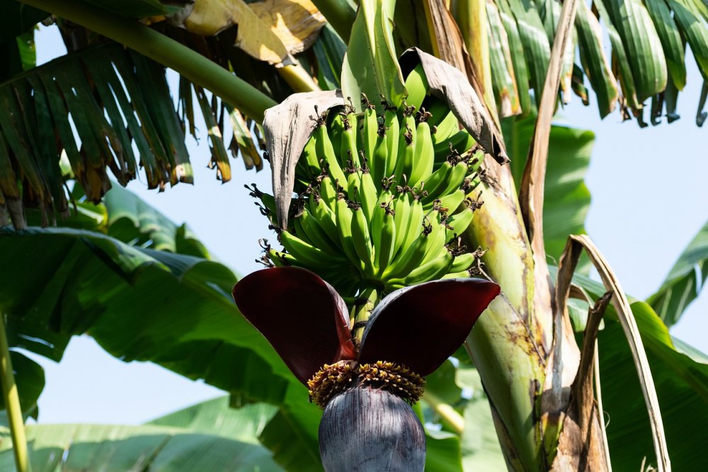 Банановое дерево фото