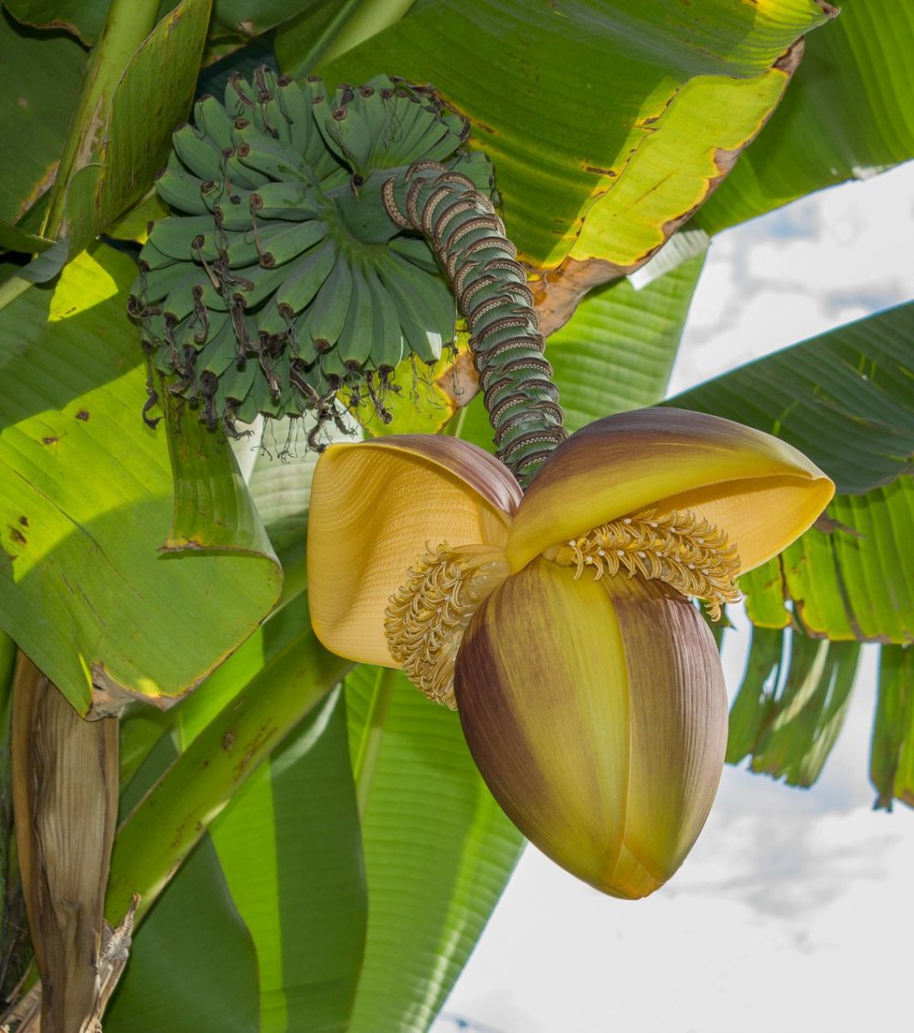 Банановое дерево в Сочи