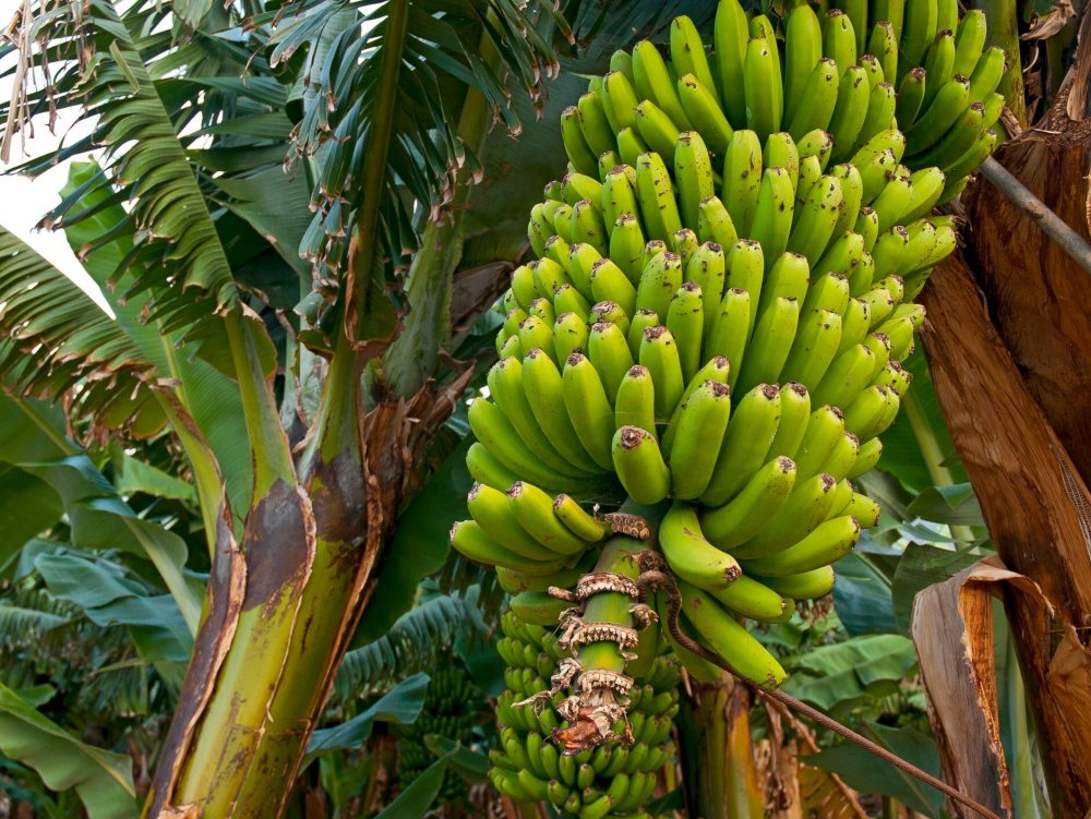 Растение похожее на банановое дерево