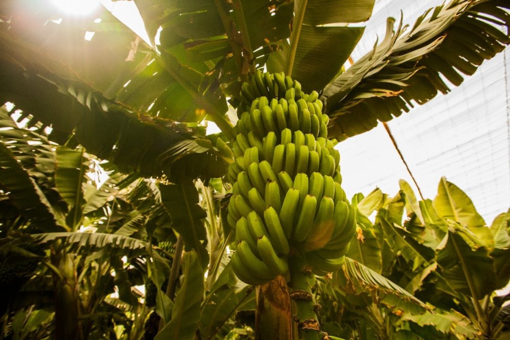 Банановая Пальма Эквадор