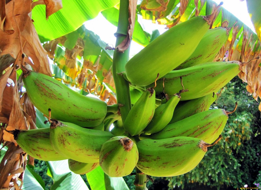 Платан плоды бананы