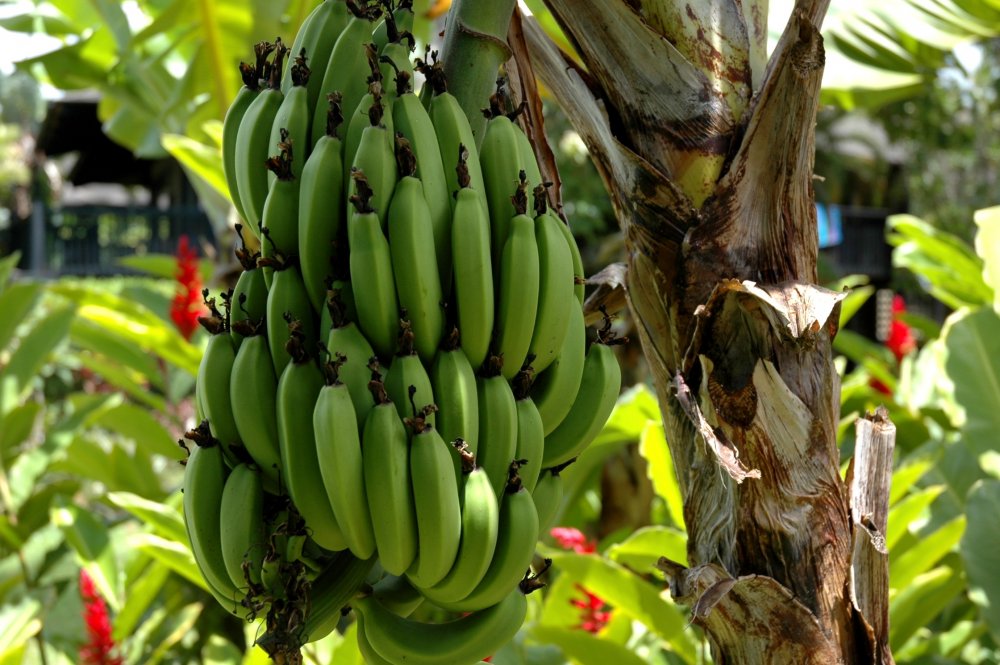 Латинская Америка банановое дерево