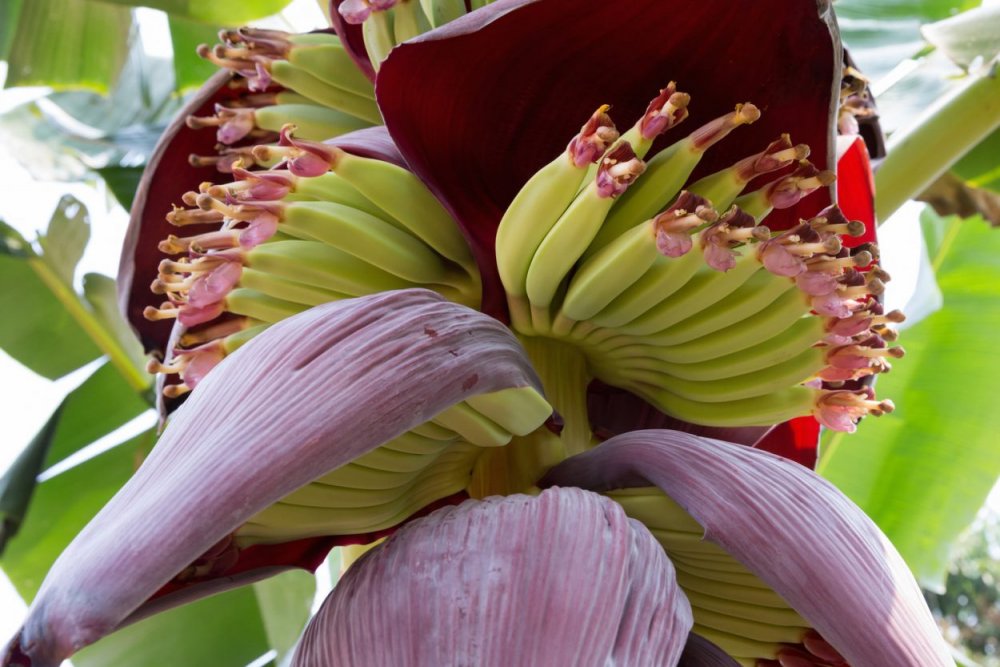 Банановое дерево цветок