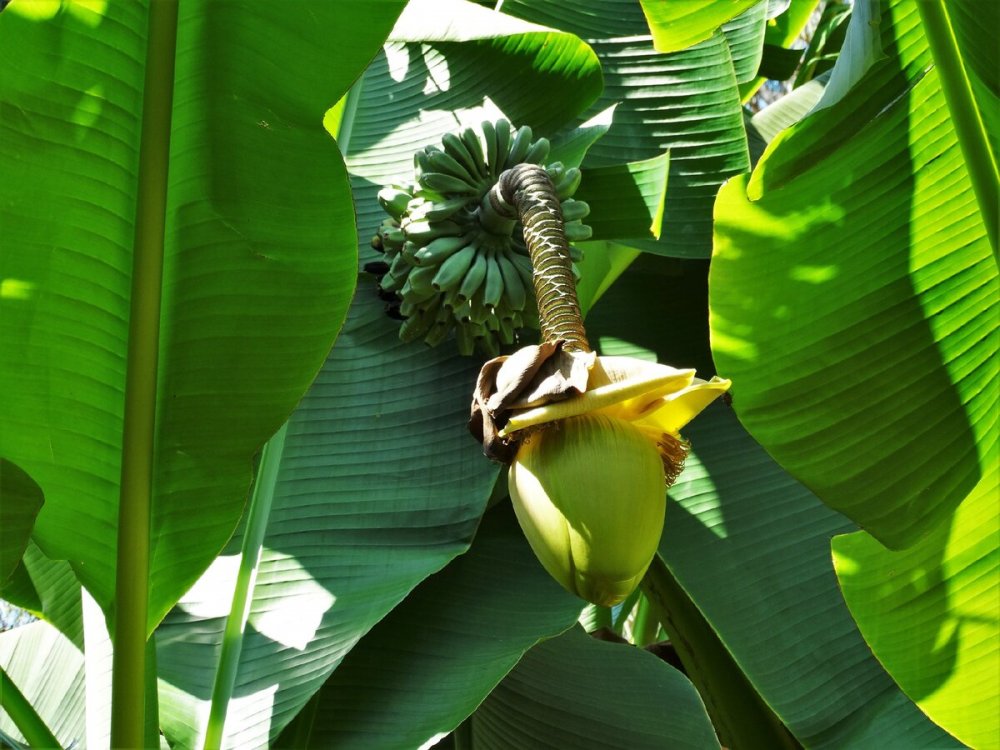 Банановые пальмы Сочи