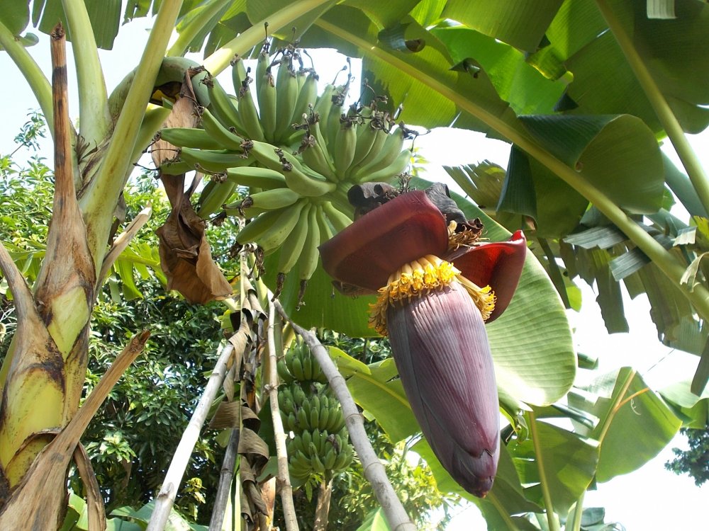 Банановое дерево цветок
