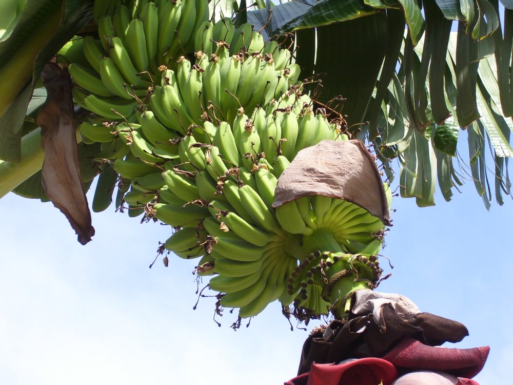 Банановая Пальма Саванна