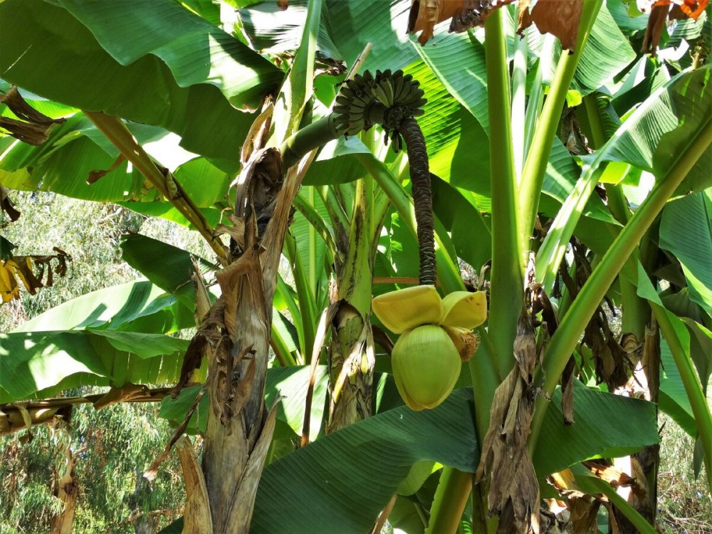 Субтропики банановая Пальма