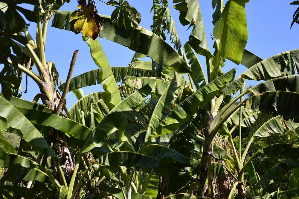 Банановое дерево на Кубани