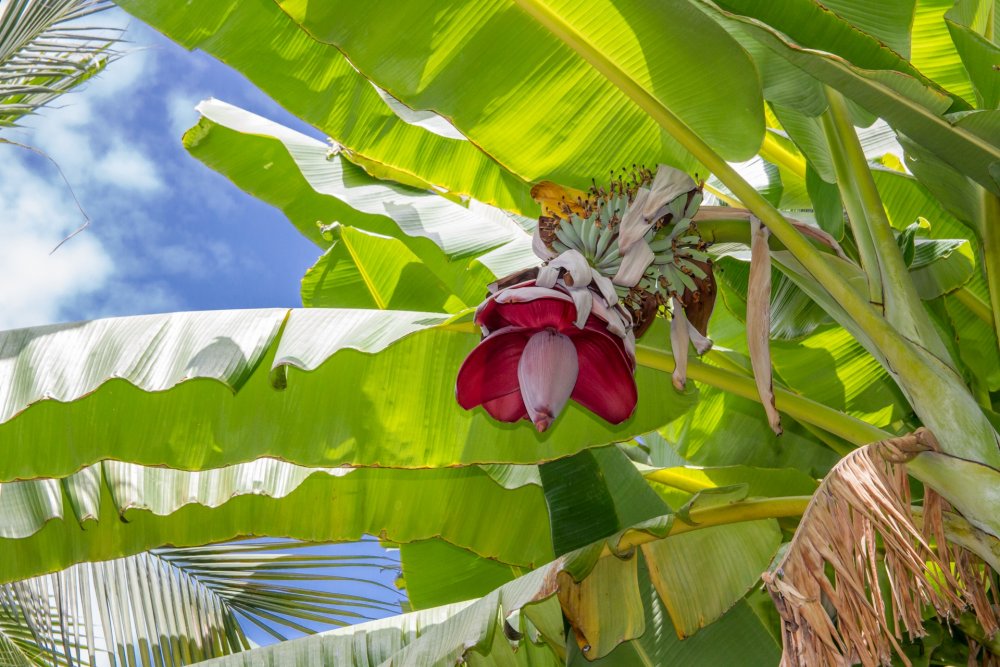 Банановая Пальма цветет