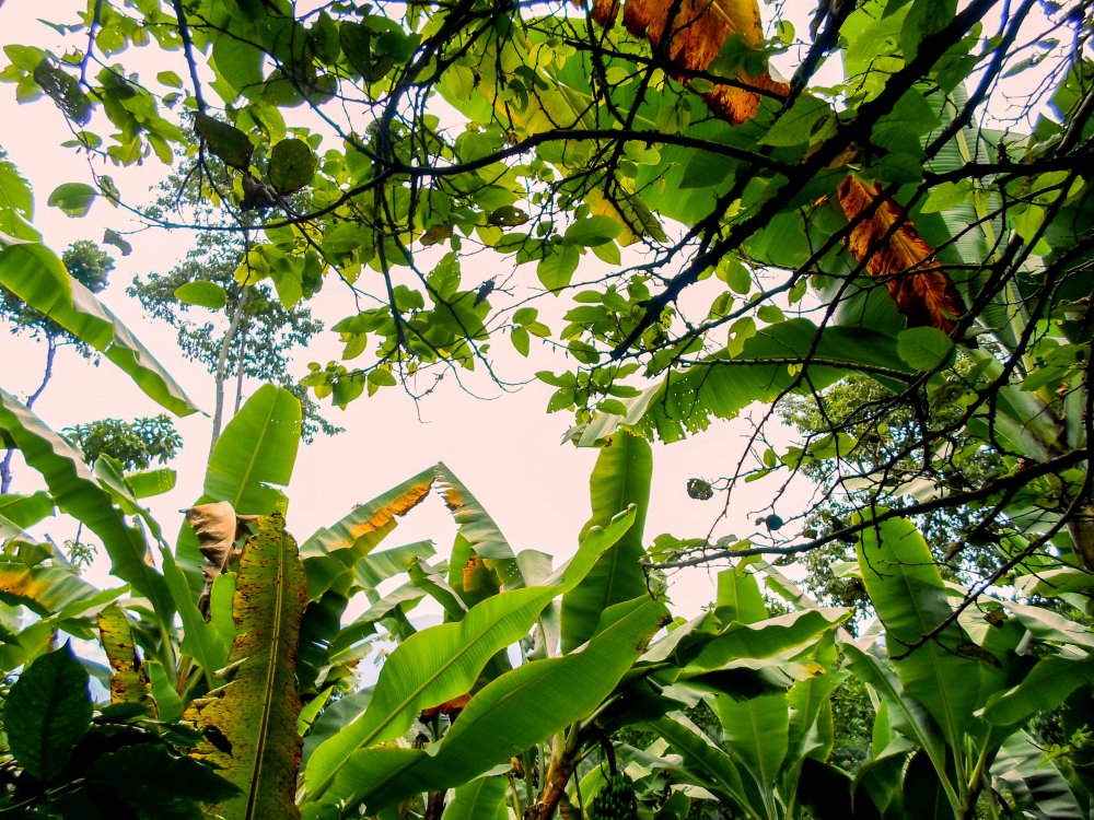 Банановые деревья фон