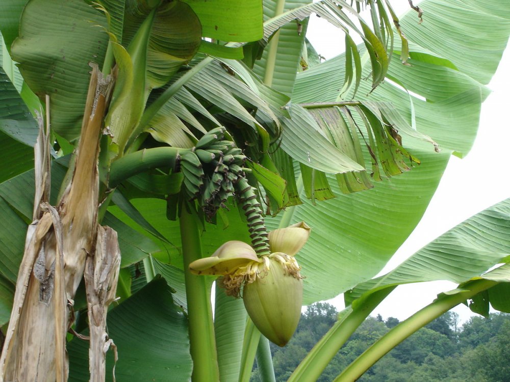 Банановая Пальма в Ботаническом саду
