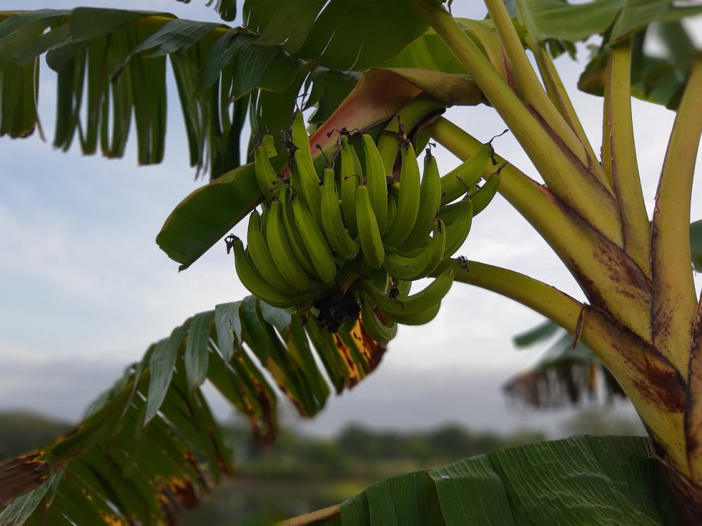 Листья бананового дерева