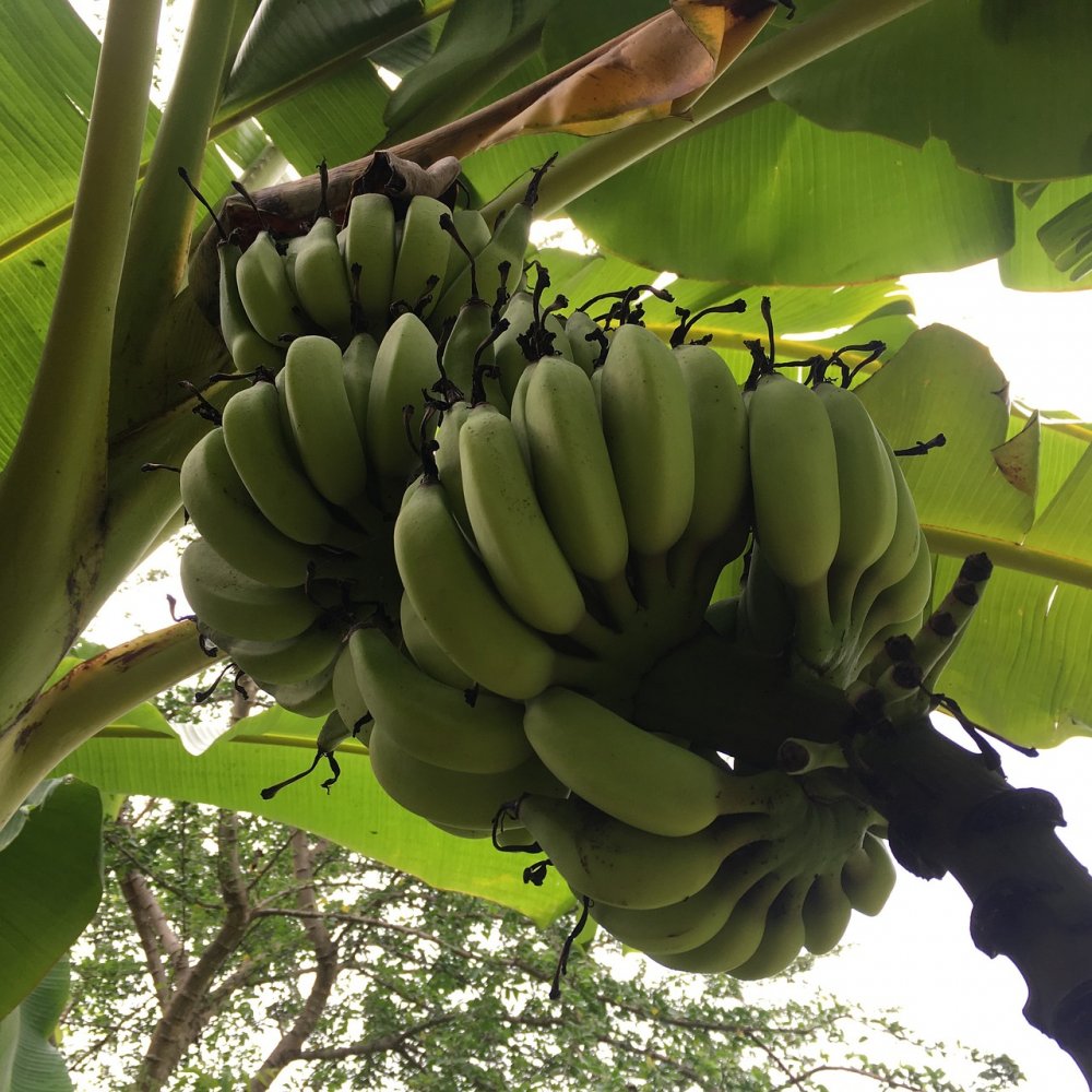 Банановая Пальма араукария