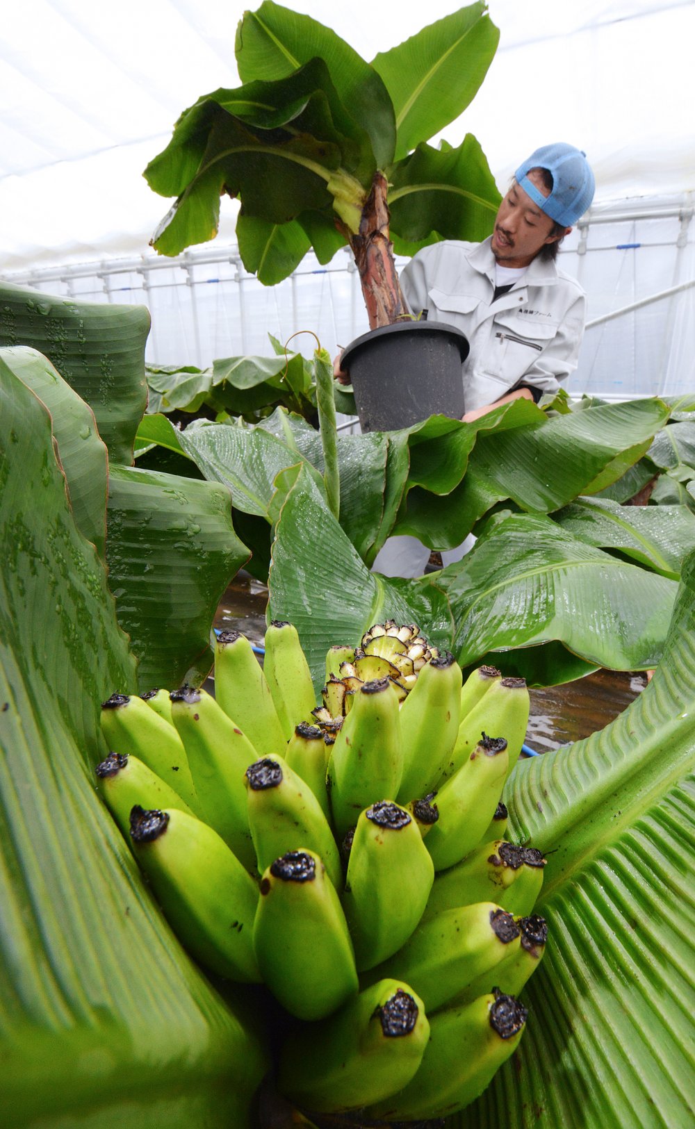 Банановая Пальма Эквадор