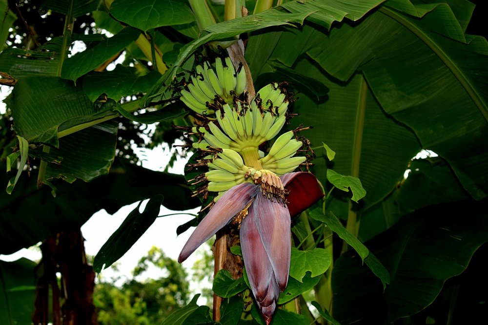 Банановое дерево на Кубани