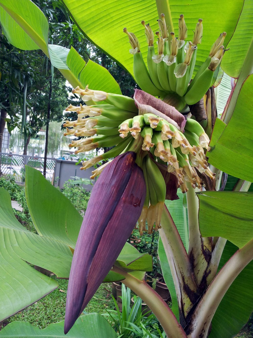 Растения экваториальных лесов банановое дерево