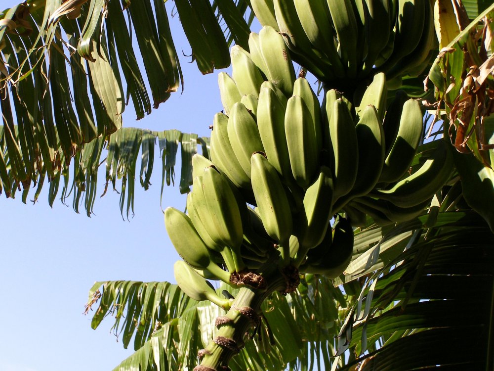 Дикий банан растение