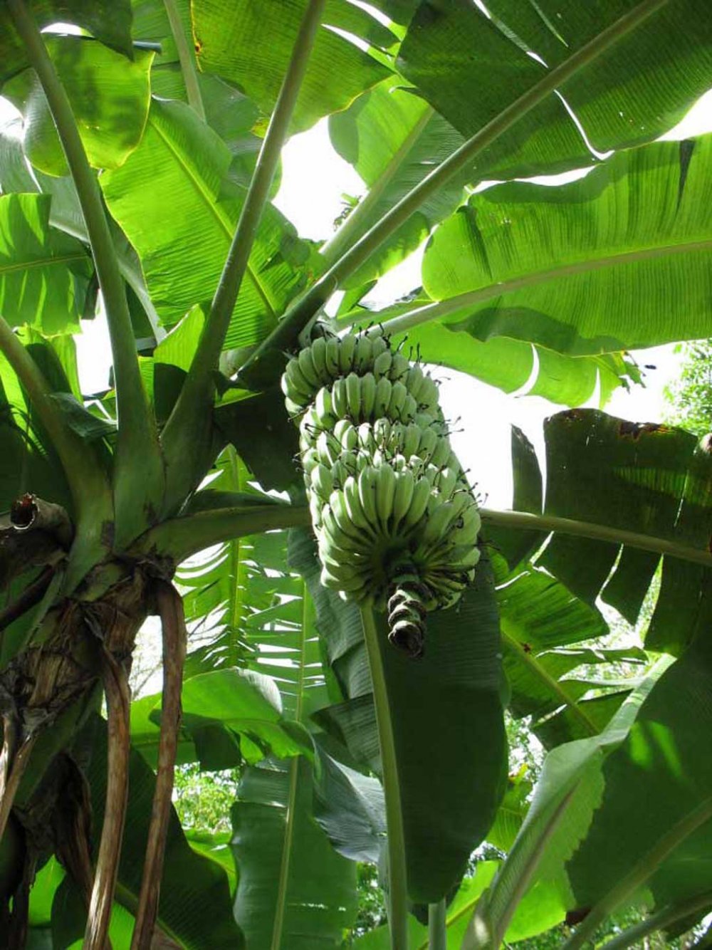 Банановое дерево Краснодар