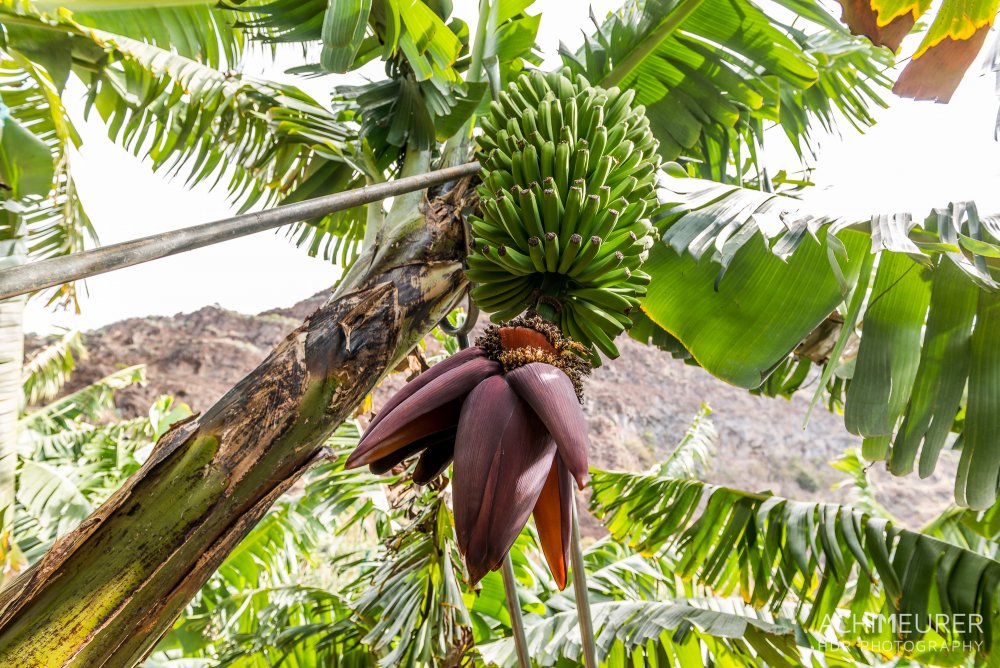 Банановая дерево Муза