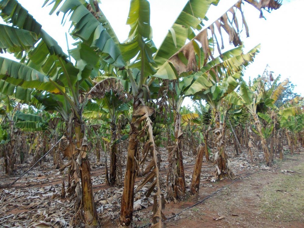 JFC банановые плантации