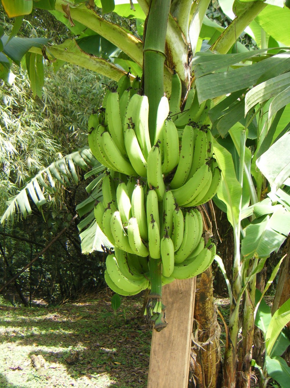 Плоды бананового дерева