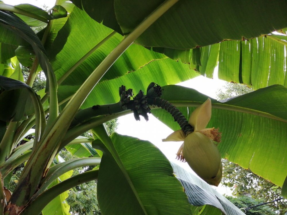 Нужны картинки банановых бабочек