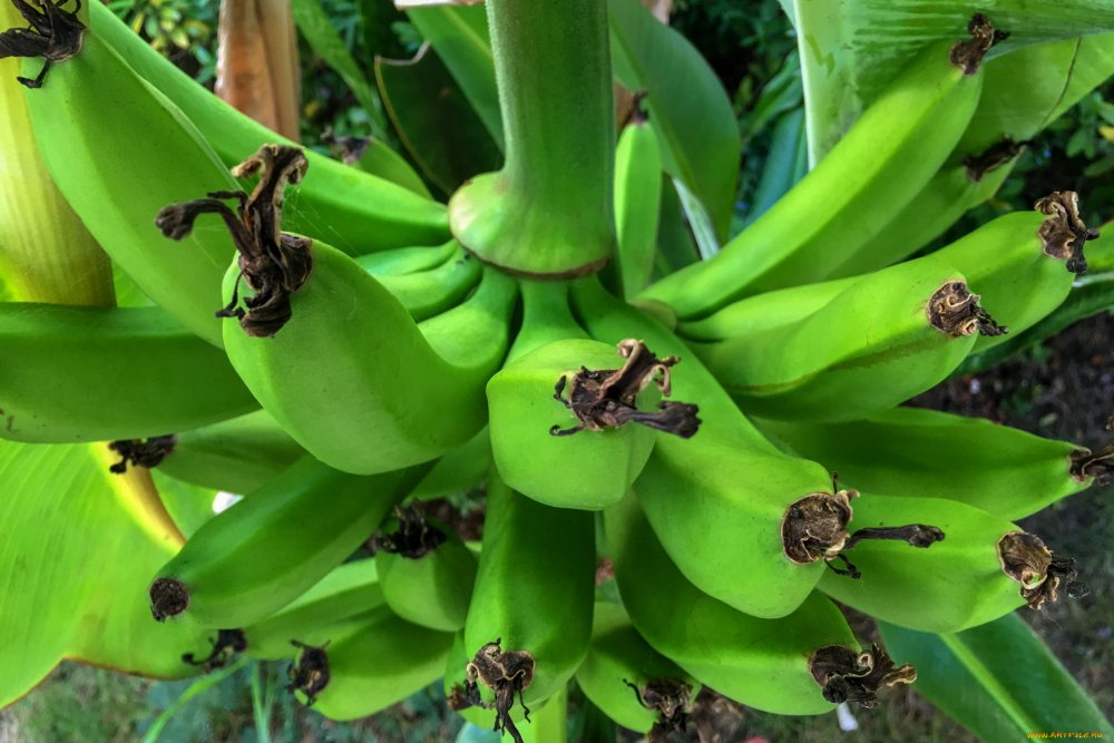 Никитский Ботанический сад банановые деревья