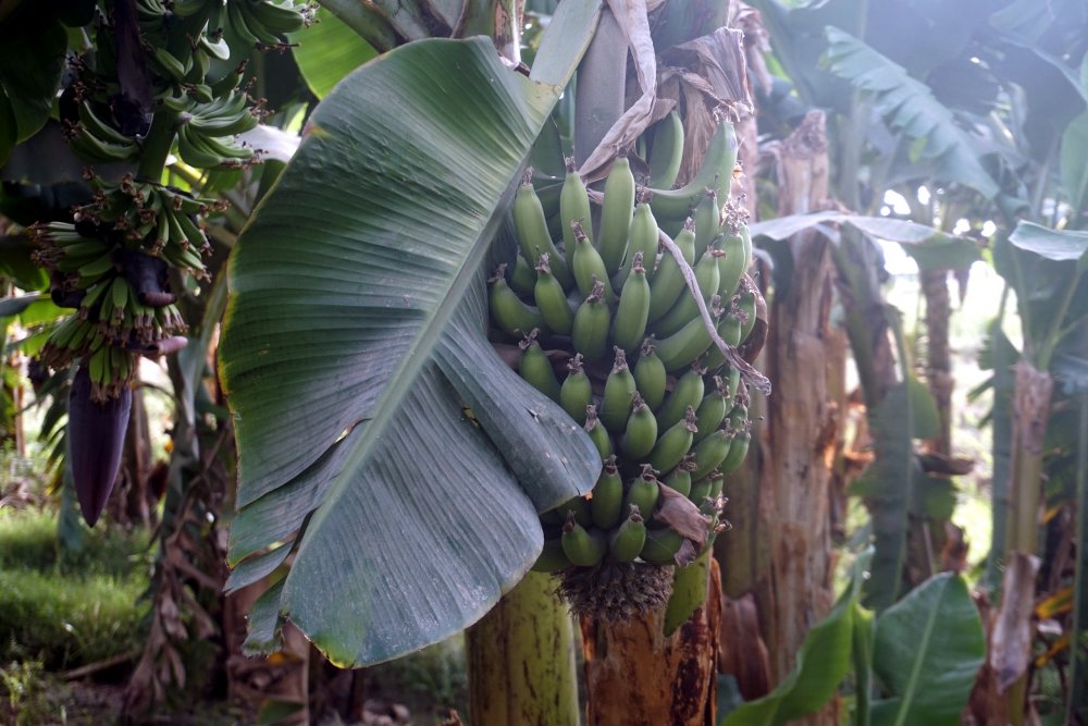 Банановая плантация тропики