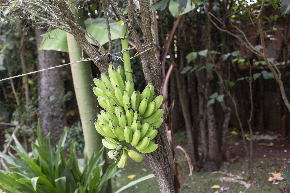 Дикое банановое дерево