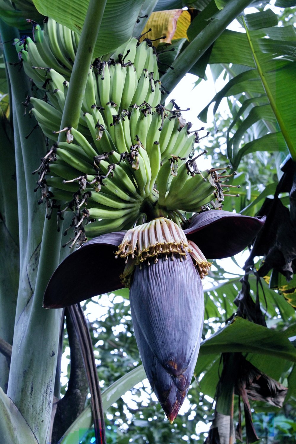 Банановое дерево в Сочи