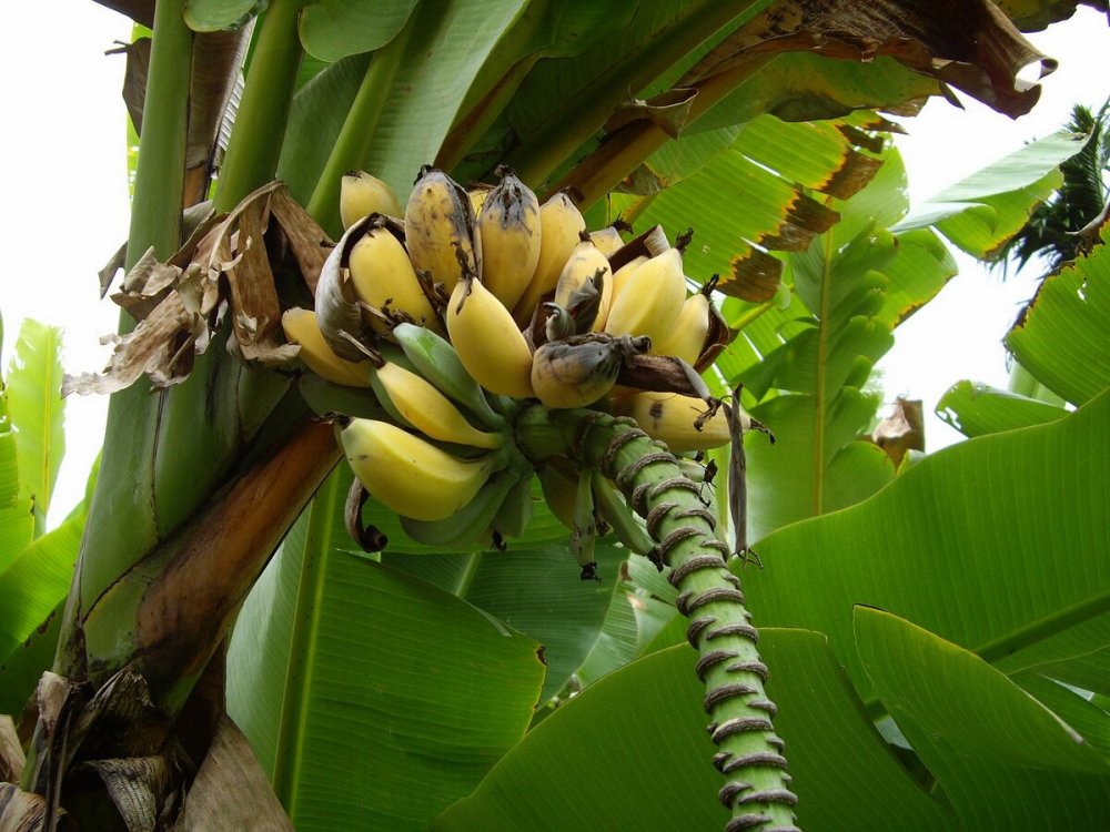 Платано Плантаны банановое дерево