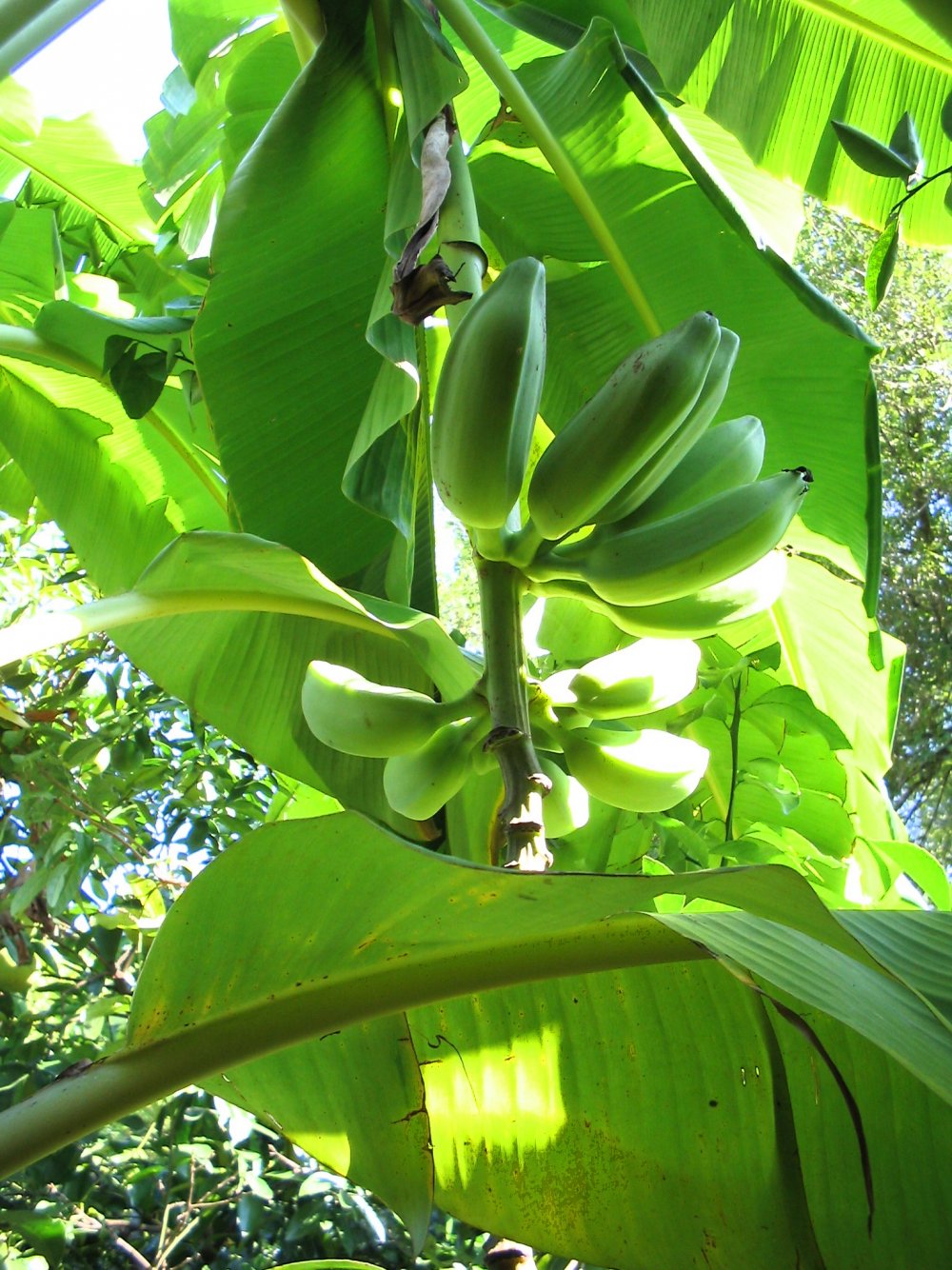 Аланийские бананы